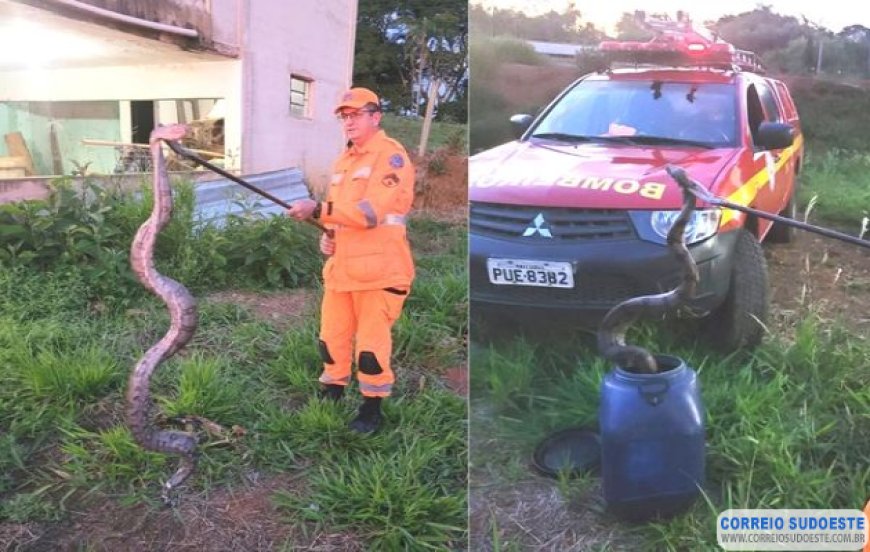 Bombeiros capturam jiboia em Guaxupé