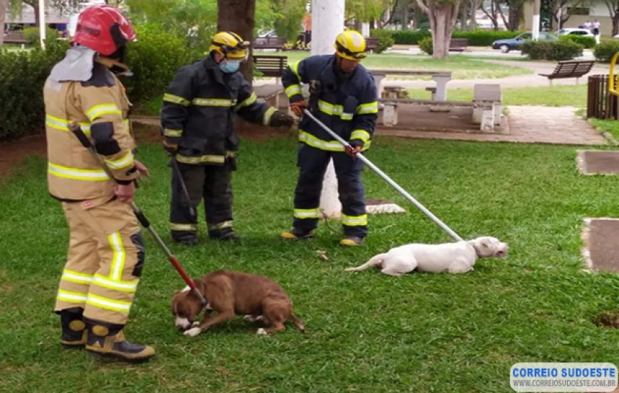 Pitbulls são capturados pelo Corpo de Bombeiros em Guaxupé