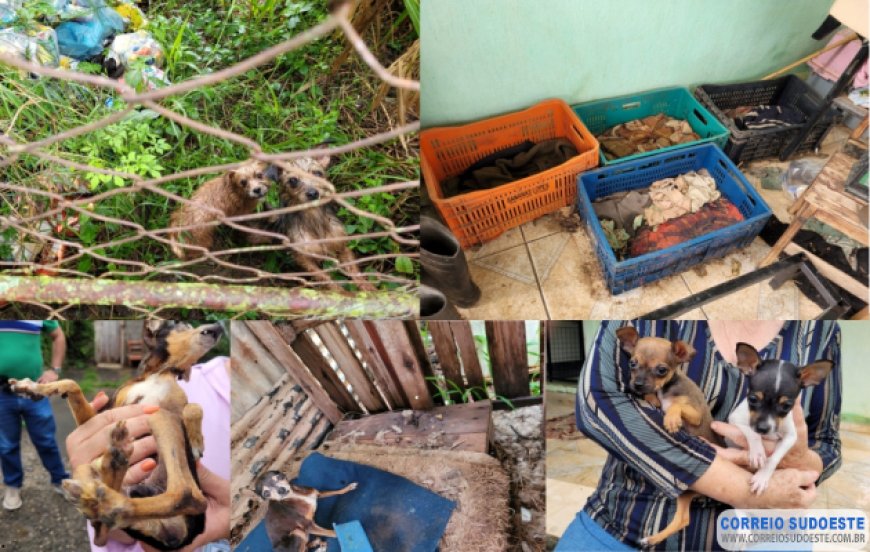 Maus-tratos em Guaxupé: cães debilitados são resgatados pela Polícia Civil