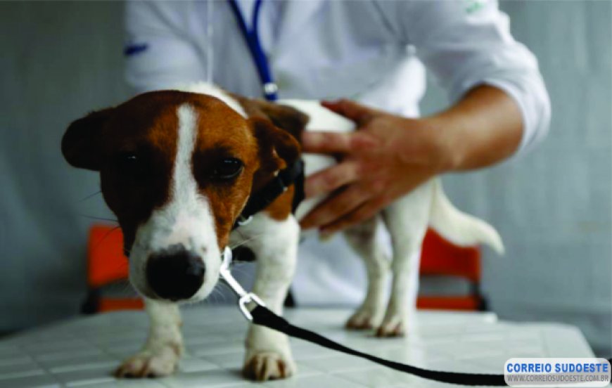 CÃES E GATOS DE RUA EM GUAXUPÉ SERÃO CASTRADOS E RECEBERÃO CHIP DE IDENTIFICAÇÃO
