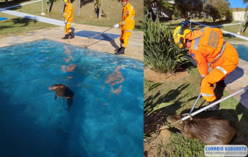 Capivara é resgatada de piscina por Bombeiros em Guaxupé