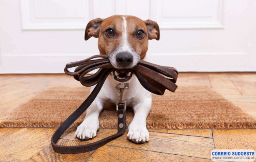 ERROS QUE (QUASE) TODOS OS TUTORES COMETEM QUANDO UM FILHOTE DE CÃO CHEGA EM CASA