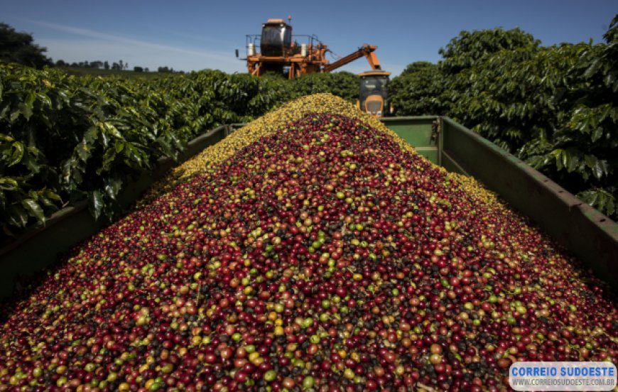 Café da Canastra conquista Indicação Geográfica (IG)