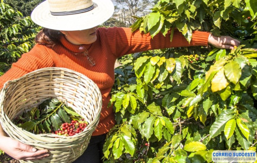 Cafeicultores brasileiros terão acesso a seguro rural “sob medida” para safra 2022/2023