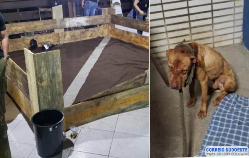 CFMV pede ao CRMV-AM abertura imediata de processo ético contra profissional preso na rinha de cães