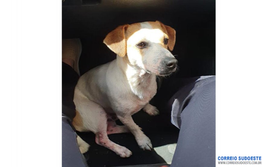 Cachorro fujão volta para família depois de decisão judicial em Guaxupé