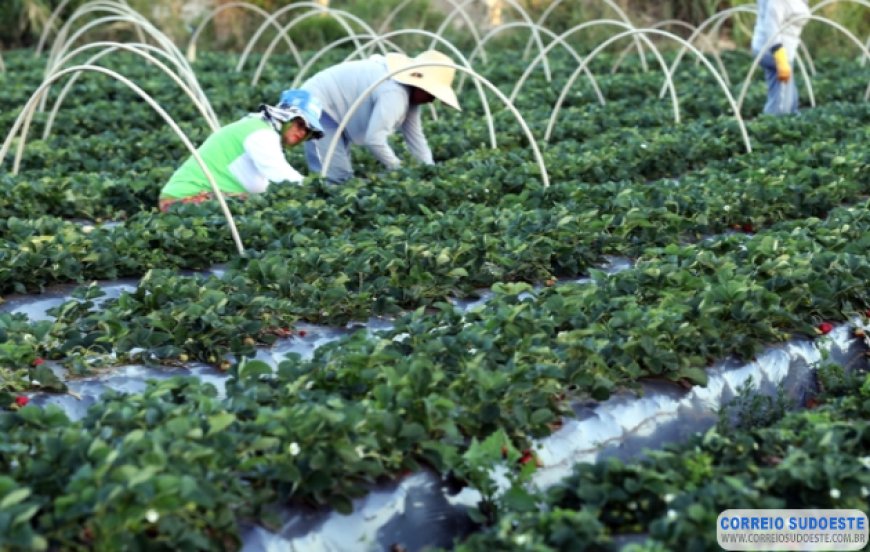 Produtor rural terá acesso a mentoria gratuita ao contratar crédito do BDMG para investir em agricultura sustentável