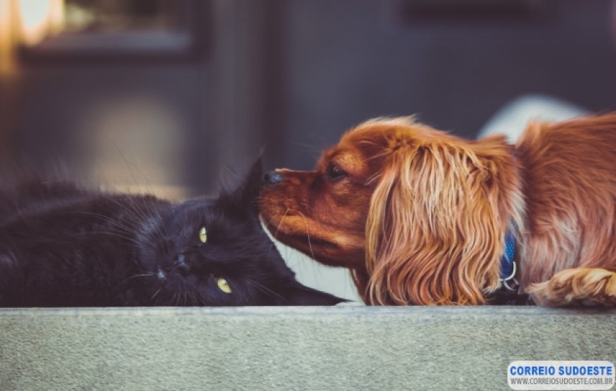 Senado aprova criação de cadastro nacional de animais de estimação