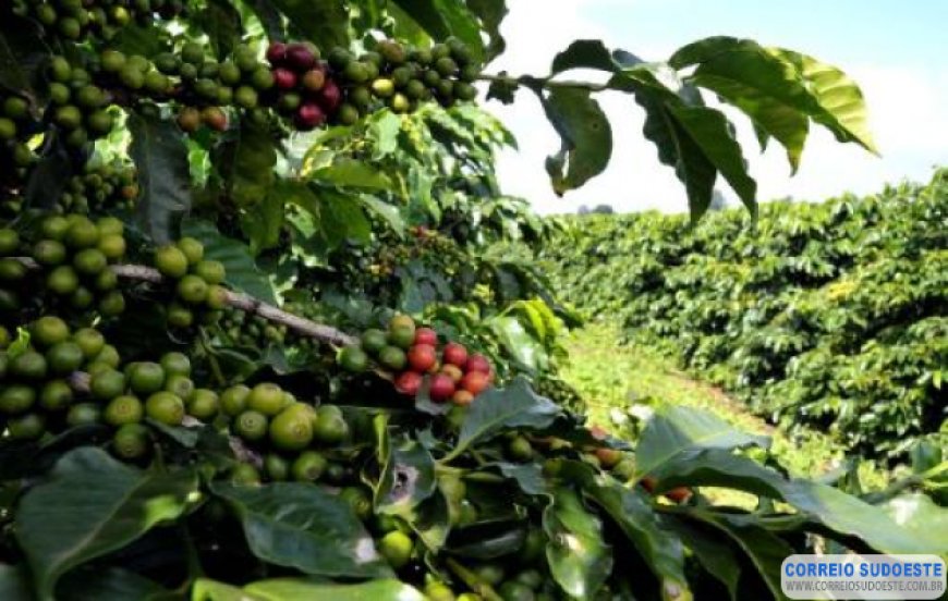 Produtores de café vulcânico do Sul de Minas reivindicam apoio do governo