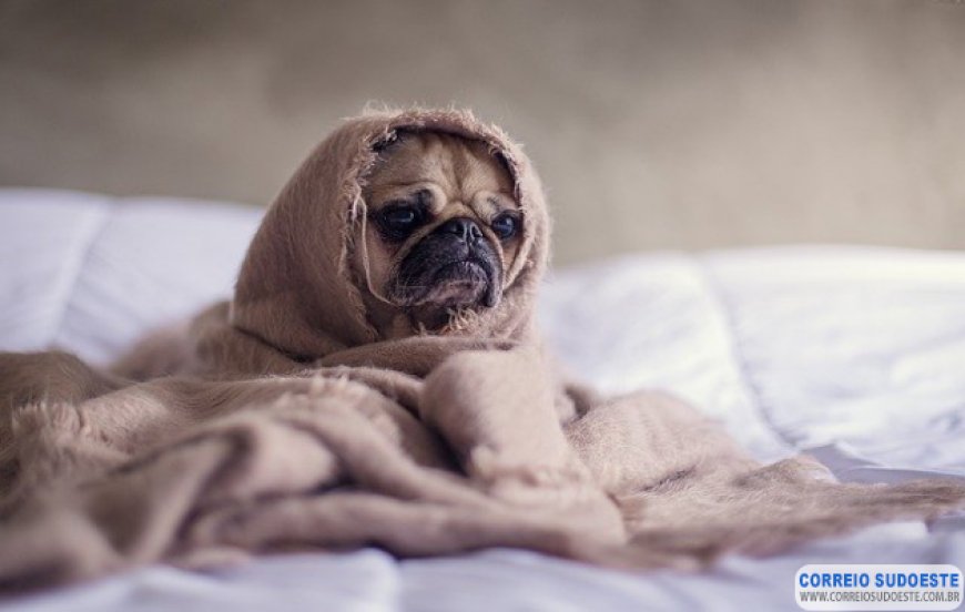 DICAS PARA PROTEGER SEU PET NO INVERNO