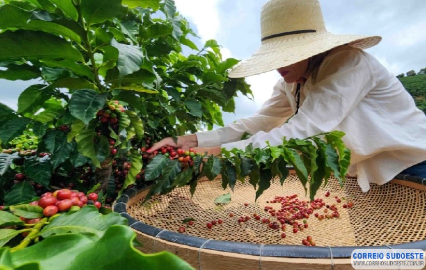 Começam as inscrições para o Concurso de Qualidade dos Cafés de Minas Gerais 2024