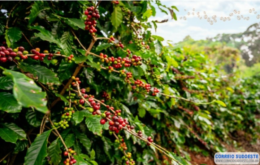 BDMG abre inscrições para capacitação gratuita em agricultura regenerativa para cafeicultura