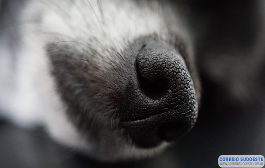 Animais que são fumantes passivos podem  desenvolver câncer