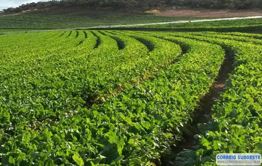Ministra destaca compromisso dos produtores rurais e tranquiliza sobre abastecimento